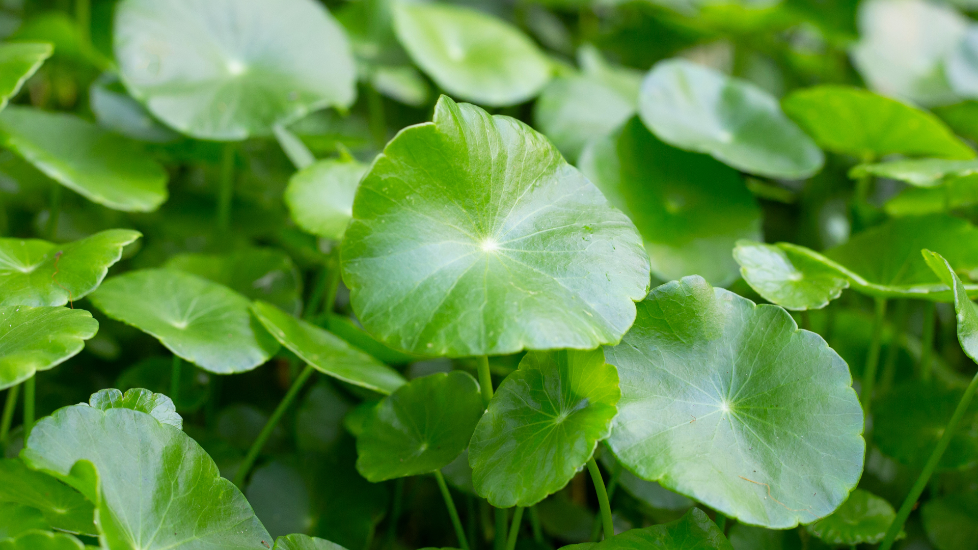 Centella Asiatica: A Botanical Treasure for Your Skin